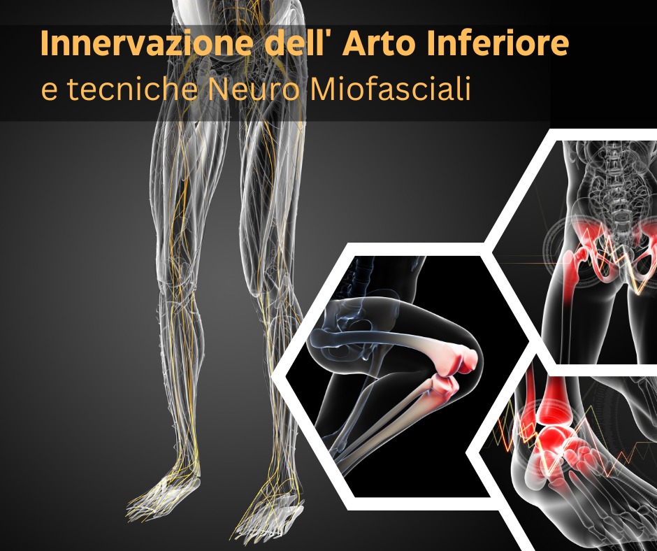 INNERVAZIONE DELL’ARTO INFERIORE E TECNICHE NEURO MIOFASCIALI